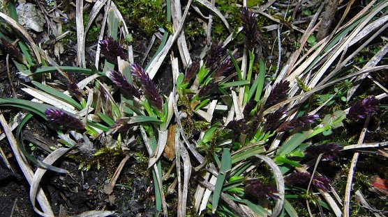 Die Pflanze von nebenan (Foto: B. Schwarzberg) Die Pflanze von nebenan (Foto: B. Schwarzberg)