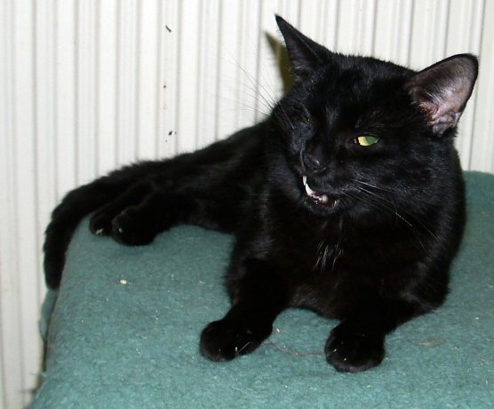 Sparky (Foto: C. Knust) Sparky (Foto: C. Knust)