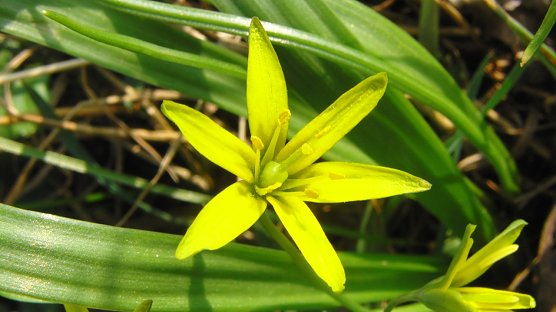 Die Pflanze von nebenan (Foto: B. Schwarzberg) Die Pflanze von nebenan (Foto: B. Schwarzberg)