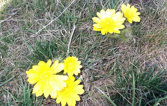 Entdeckt: Adonisr&ouml;schen bei Auleben (Foto: privat)