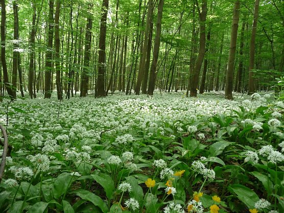 Bärlauch (Foto: privat) Bärlauch (Foto: privat)