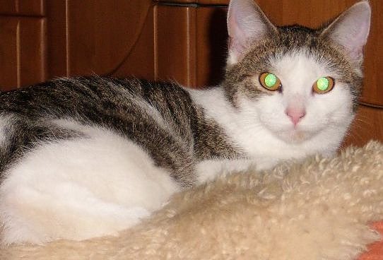 Vermisst (Foto: privat)