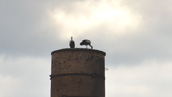 Neugierige Tiere (Foto: privat) Neugierige Tiere (Foto: privat)