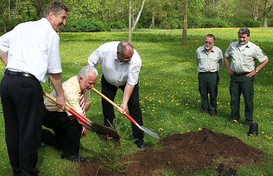 L&auml;rche gepflanzt (Foto: nnz)