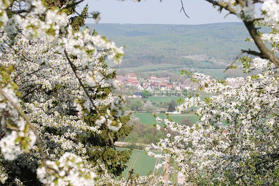 Kirschbl&uuml;te (Foto: privat)
