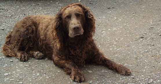 Haustiere erwünscht, aber... (Foto: K. Frank) Haustiere erwünscht, aber... (Foto: K. Frank)