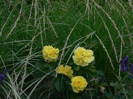 ellrich (Foto: ellrich) ellrich (Foto: ellrich)