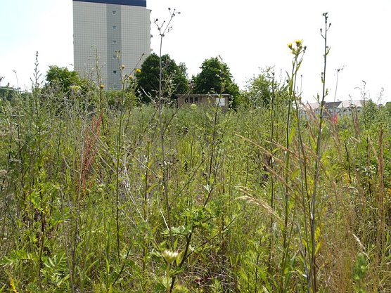 Botanischer Garten "Nordh&auml;user Pferdemarkt" (Foto: nnz)