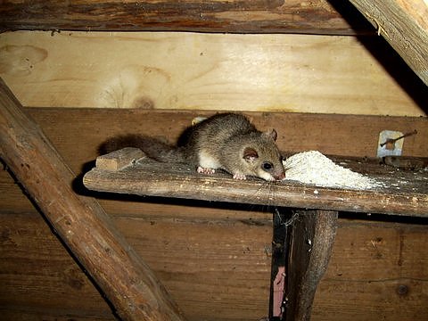 Untermieter (Foto: Familie Drechsler)