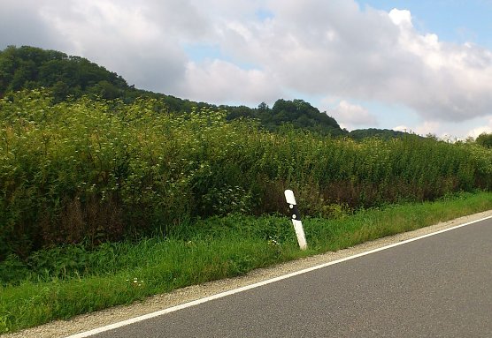 Hoch wie ein Baum... (Foto: H. Michel)