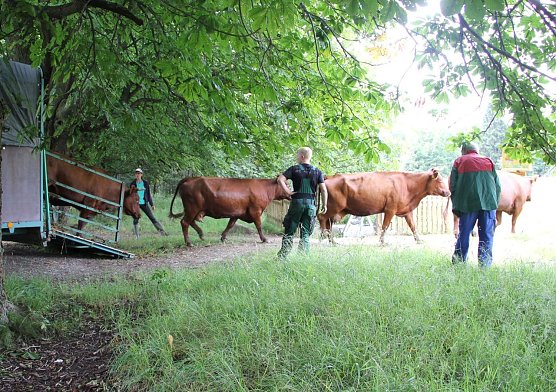 Mit Beweidung begonnen (Foto: M. Bollmann) Mit Beweidung begonnen (Foto: M. Bollmann)