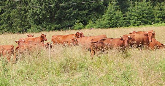 Mit der Beweidung begonnen (Foto: M. Bollmann) Mit der Beweidung begonnen (Foto: M. Bollmann)