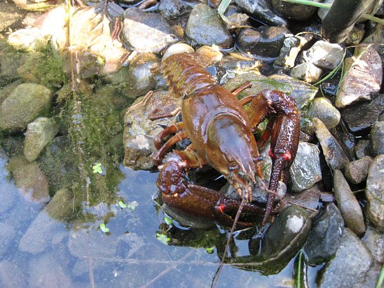 Prachtexemplar (Foto: Drechsler)