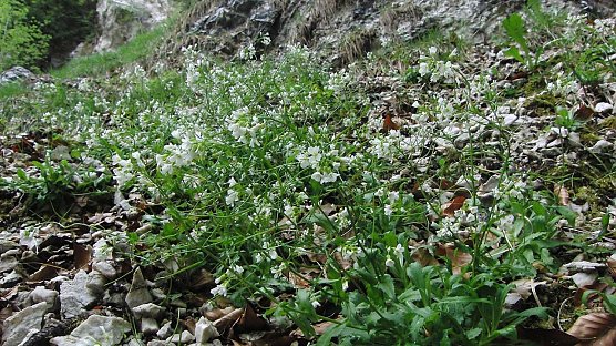 Alpenkresse | Bodo Schwarzberg (Foto: B. Schwarzberg)