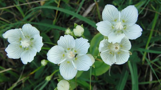 Gepflegter Einsatz (Foto: B. Schwarzberg) Gepflegter Einsatz (Foto: B. Schwarzberg)