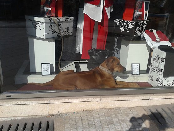 Hund im Schaufenster (Foto: Karin Lehmann)