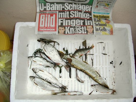 Tote Fische (Foto: Schneider) Tote Fische (Foto: Schneider)