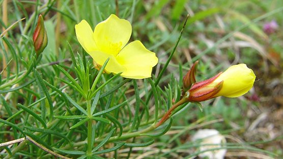 Gewöhnliches Nadelröschen (Foto: B. Schwarzberg) Gewöhnliches Nadelröschen (Foto: B. Schwarzberg)