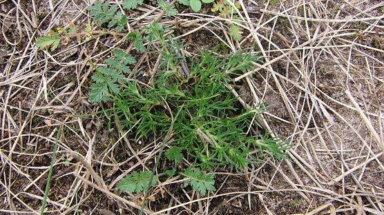 Gewöhnlichen Nadelröschen (Foto: B. Schwarzberg) Gewöhnlichen Nadelröschen (Foto: B. Schwarzberg)