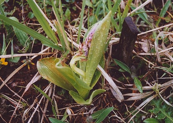 Opfer des Klimawandels (Foto: B. Schwarzberg)