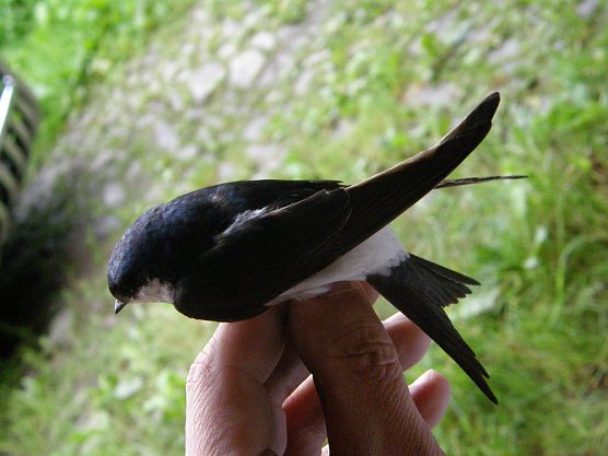 Die Schwalbe (Foto: Wagner)