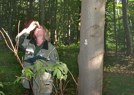 Waldzustandserhebung (Foto: Karl-Heinz Herrmann) Waldzustandserhebung (Foto: Karl-Heinz Herrmann)