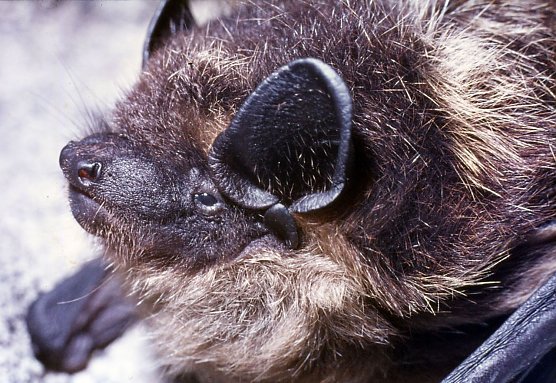 &Uuml;berwintern im Stollenq (Foto: Foto Friedel Knolle sen.)