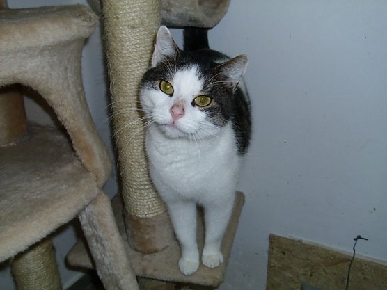 tierheim (Foto: tierheim)