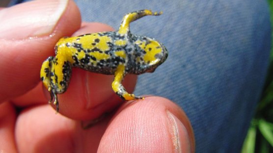 Gelb-Bauchunke (Foto: Schwarzberg)