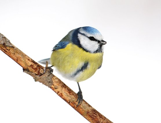 Blaumeise (Foto: Frank Derer)