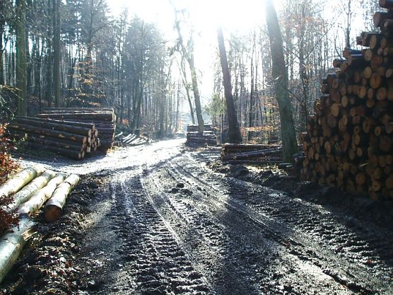 Begehrt: Holz aus dem S&uuml;dharz (Foto: Br&uuml;ggemann)
