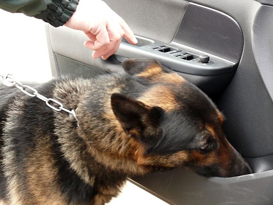 Archivbild von Falco (Foto: Zoll)