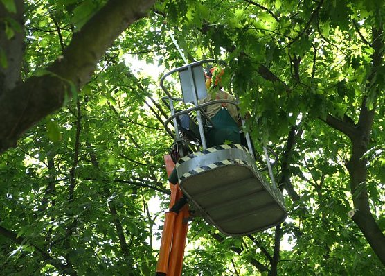 Baumkronen werden ausgelichtet (Foto: nnz) Baumkronen werden ausgelichtet (Foto: nnz)