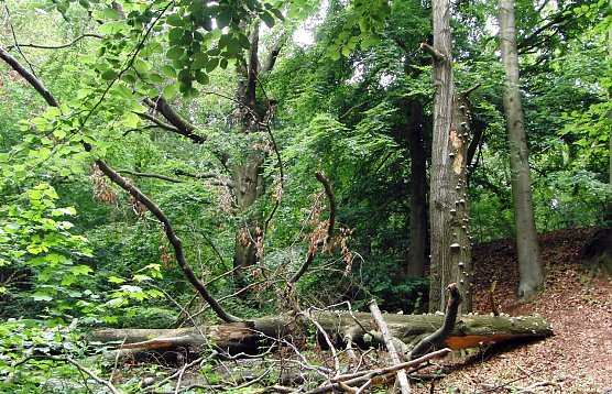 Totholz am oberen Marktweg im Alten Stolberg (Foto: B. Schwarzberg) Totholz am oberen Marktweg im Alten Stolberg (Foto: B. Schwarzberg)