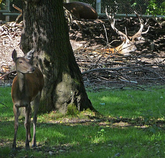 Paul in Ruhestellung (Foto: nnz)