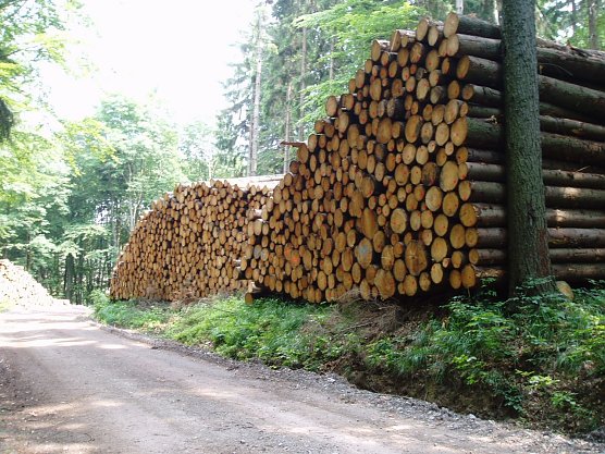 Reiche Ernte (Foto: Forstamt Bleicherode-S&uuml;dharz)