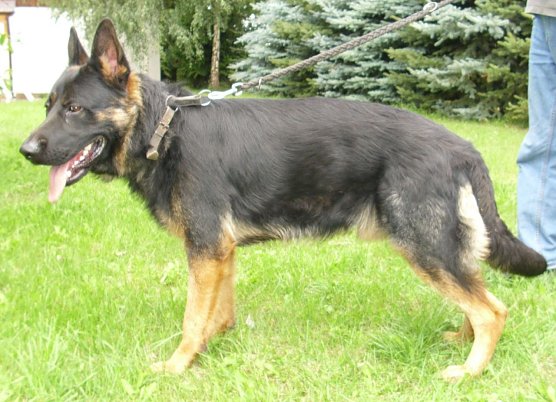 Hector (Foto: C. Knust) Hector (Foto: C. Knust)