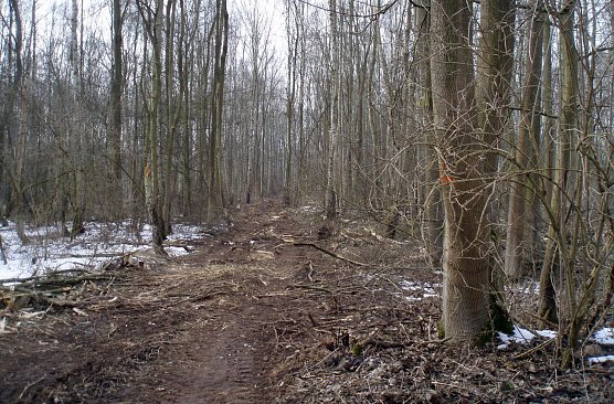 Holzernte am Nonnenteich (Foto: Klaus-W. Br&uuml;ggemann)