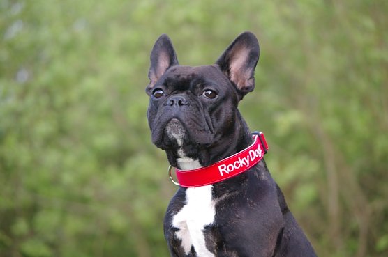 Franz&ouml;sische Bulldogge (Foto: privat)