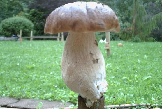 Pilzig (Foto: nnz) Pilzig (Foto: nnz)