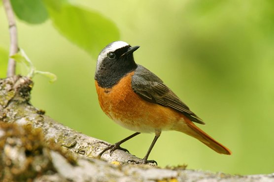 Gartenrotschwanz (Foto: NABU) Gartenrotschwanz (Foto: NABU)