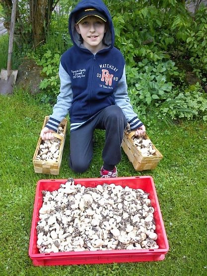 Großer Pilzfund (Foto: M. Randel) Großer Pilzfund (Foto: M. Randel)