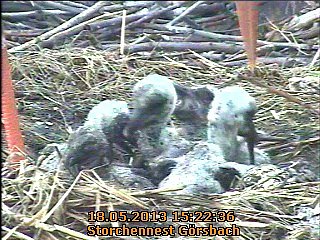 Neues aus dem Storchennest (Foto: A. Rzehak)