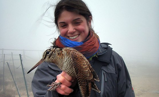 Waldschnepfe (Foto: Nationalpark Harz) Waldschnepfe (Foto: Nationalpark Harz)