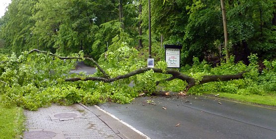 Umgehauen (Foto: nnz) Umgehauen (Foto: nnz)