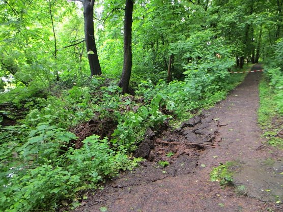 Umgestürzter Baum (Foto: Stadtverwaltung Nordhausen) Umgestürzter Baum (Foto: Stadtverwaltung Nordhausen)