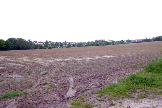 &Uuml;berall Mais (Foto: A. Knoblauch)