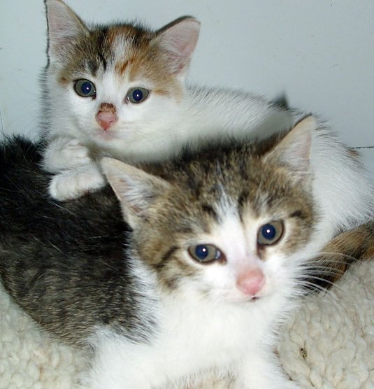 Geschwister (Foto: C. Knust) Geschwister (Foto: C. Knust)