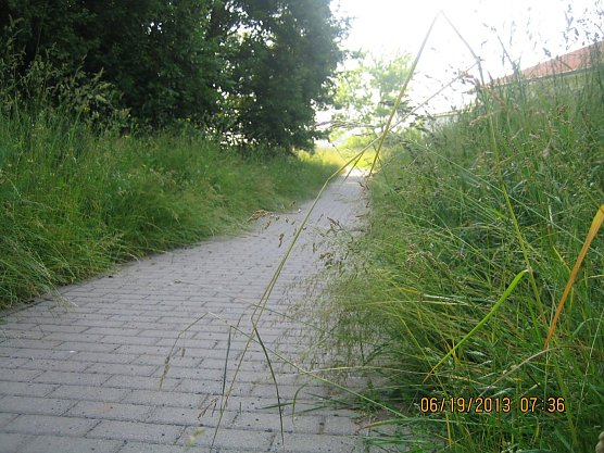 Dschungel in der Stadt (Foto: privat) Dschungel in der Stadt (Foto: privat)