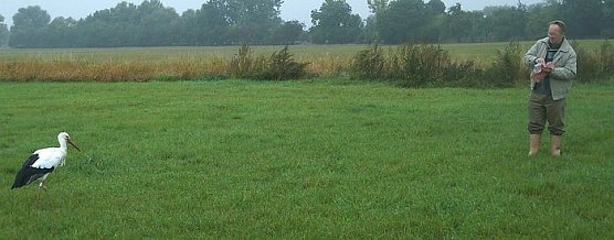 Storchenfütterung in Görsbach (Foto: Gemeinde) Storchenfütterung in Görsbach (Foto: Gemeinde)